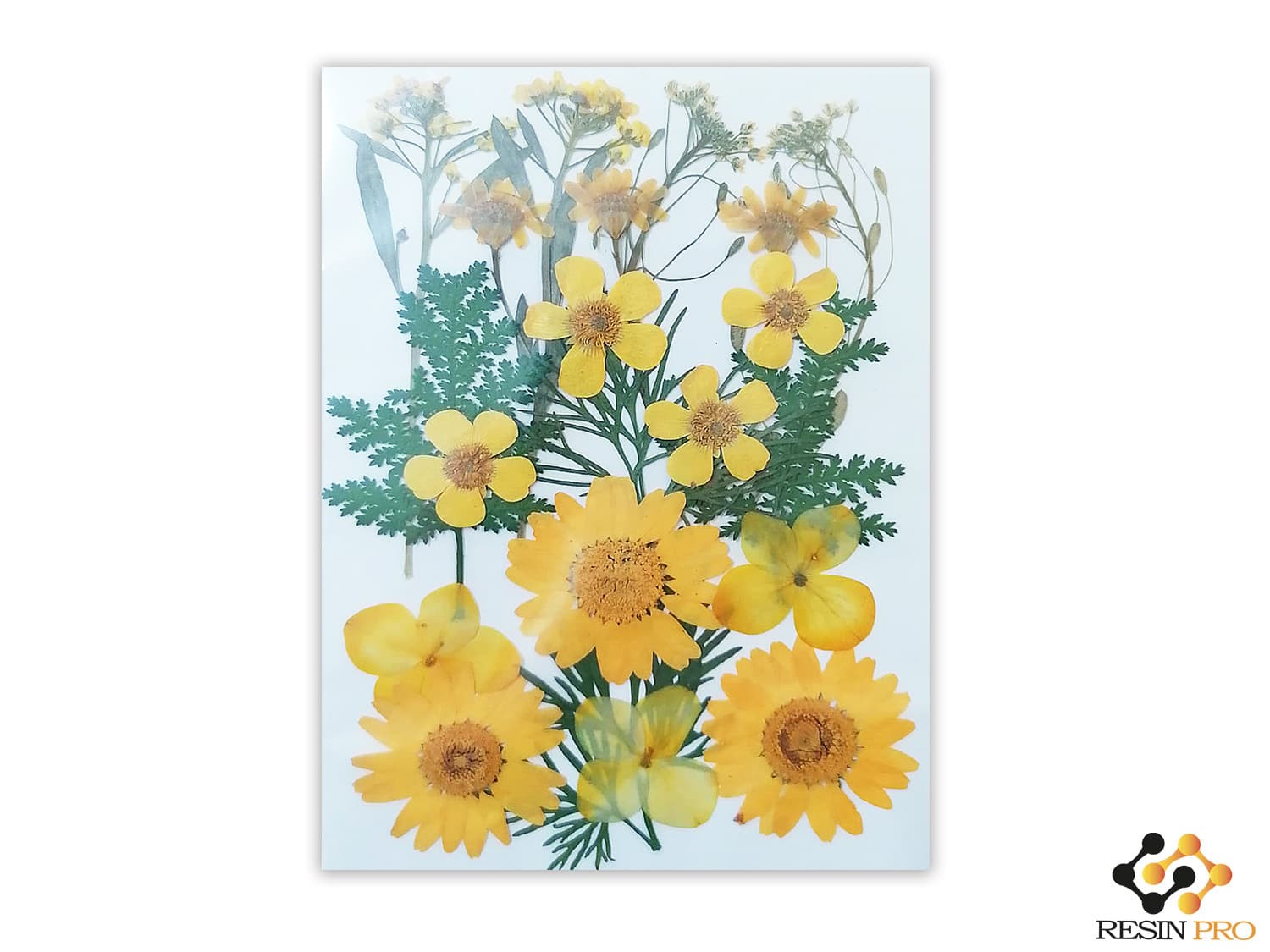 Ramo amarillo 9 tipos de flores prensadas