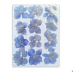 Flores secas azules